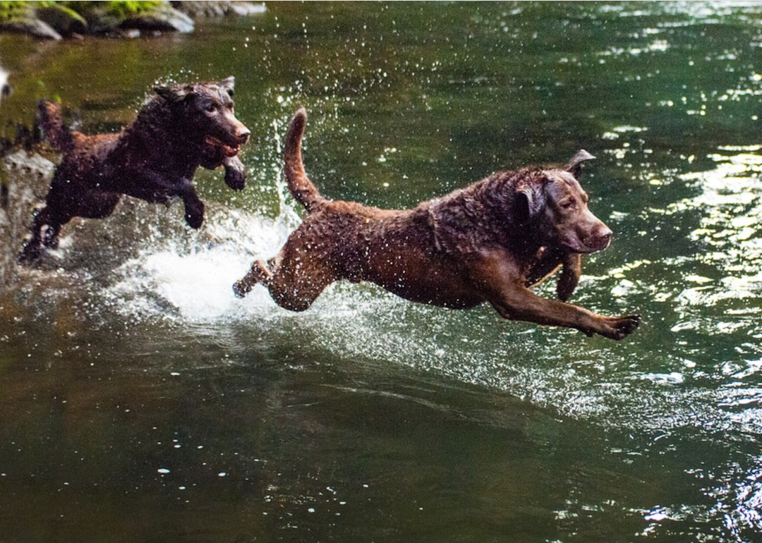 #33. Chesapeake Bay retriever (tie)